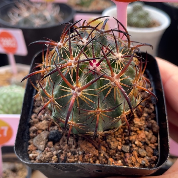 实生虎爪玉29652965