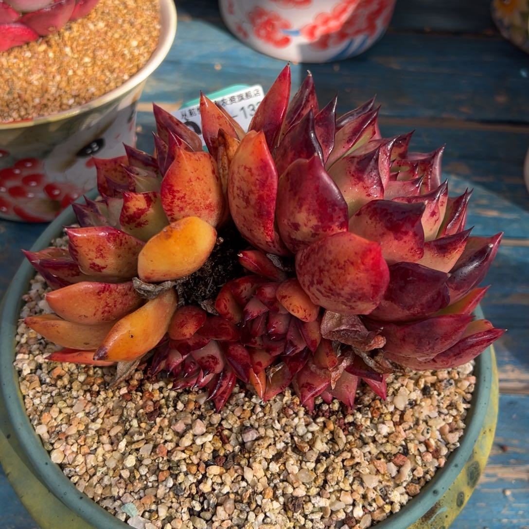 从前慢多肉精选编号0211.133