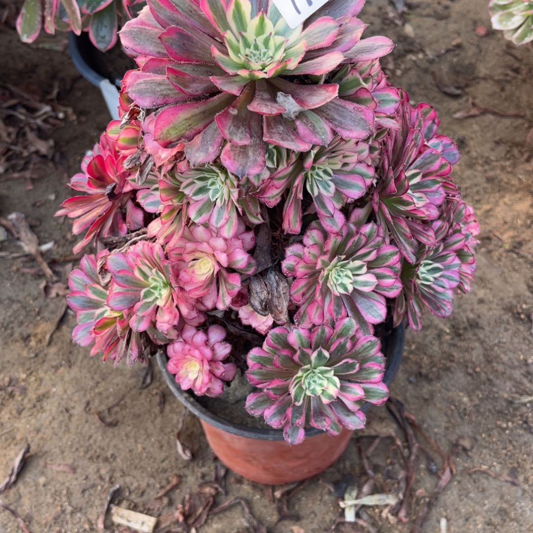 19-16红桶白手捧多肉