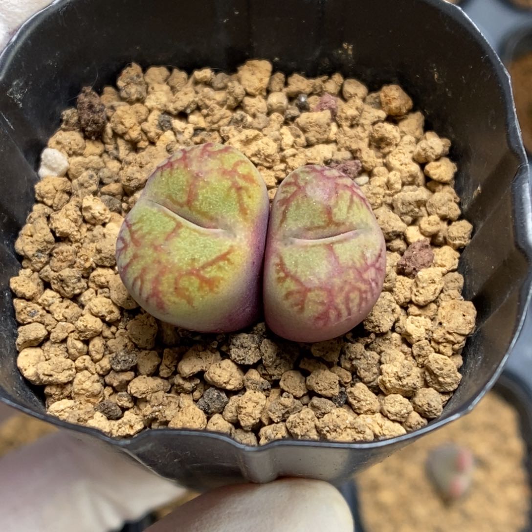 多肉植物肉锥杂交K-958