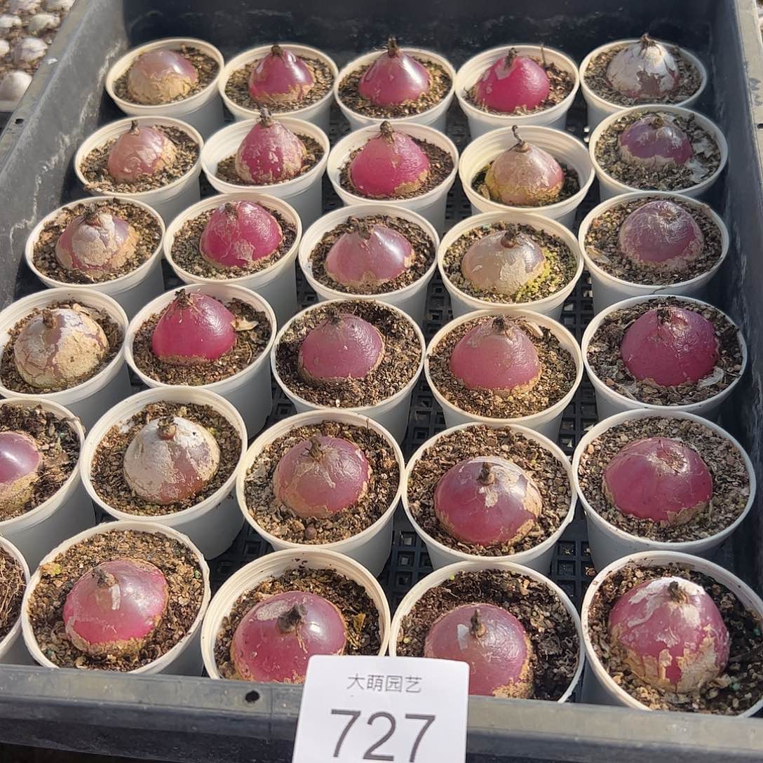 量拍以下1颗母本大灯泡有疤。  727