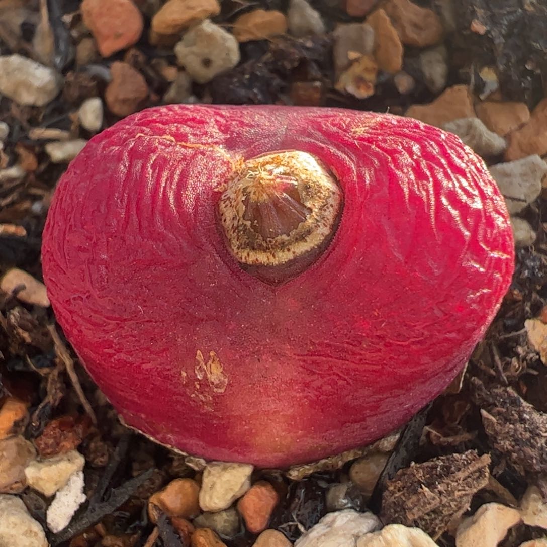 多肉植物百科321