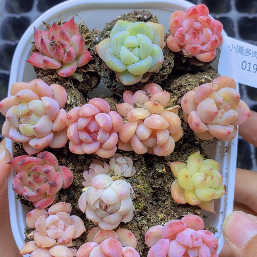 必须脱土修根啊019