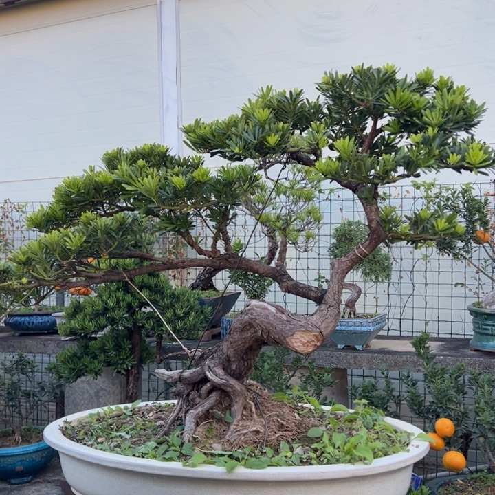 无花朵高端精品罗汉松盆景
