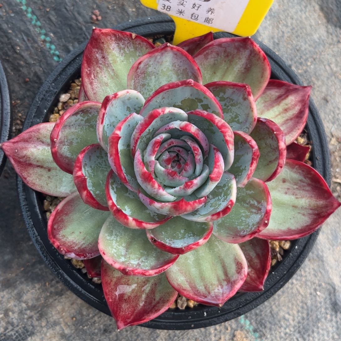 农**妮多肉植物111111