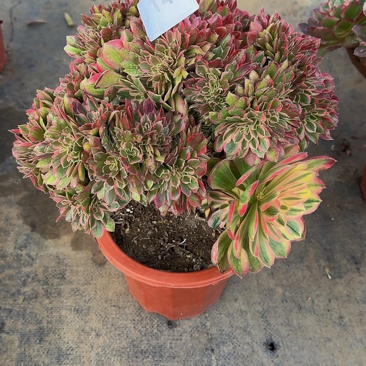 000000000000145女郎缀