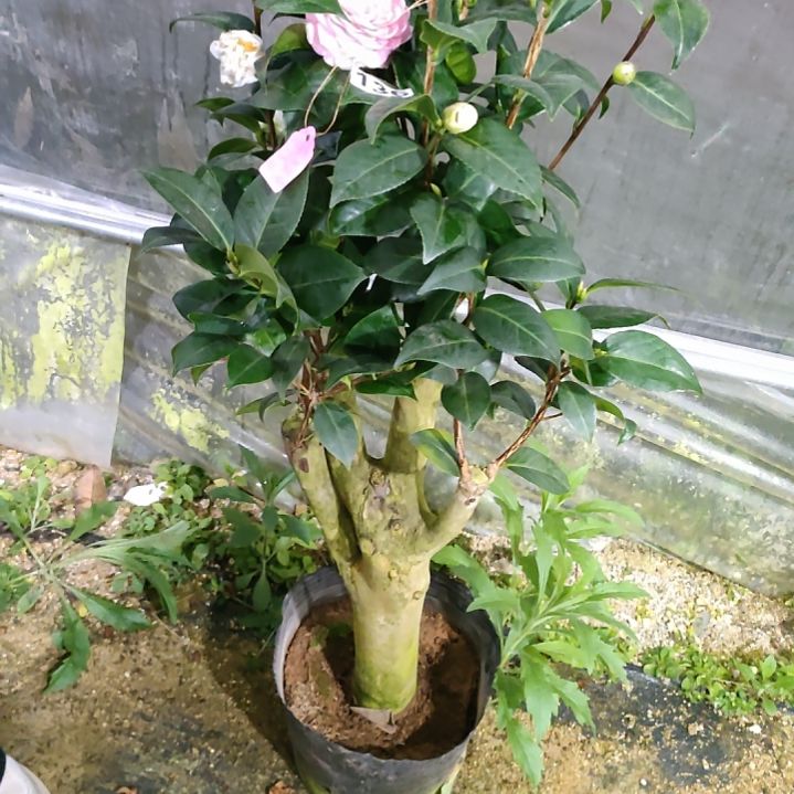 136七品，原盆原土发货了