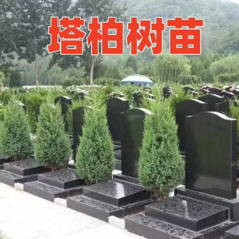 清明树坟前树墓前树坟头树坟地柏树苗龙柏墓前松柏侧柏小塔柏宝塔