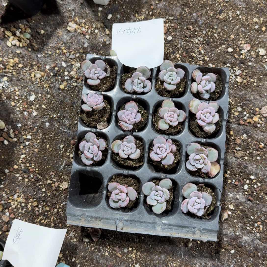 14556一物一拍专拍