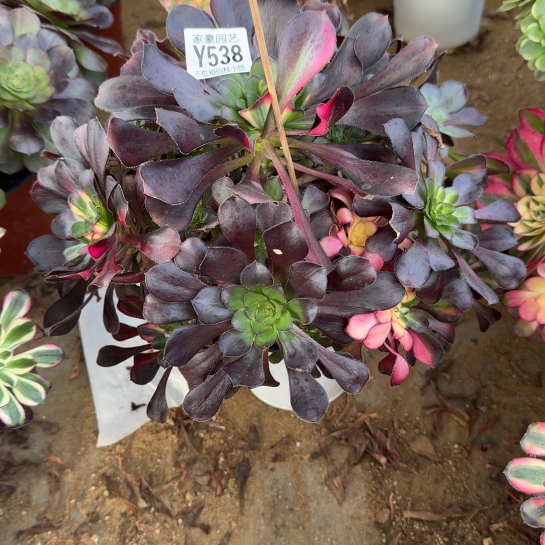 538花蝴蝶官服 25左右2