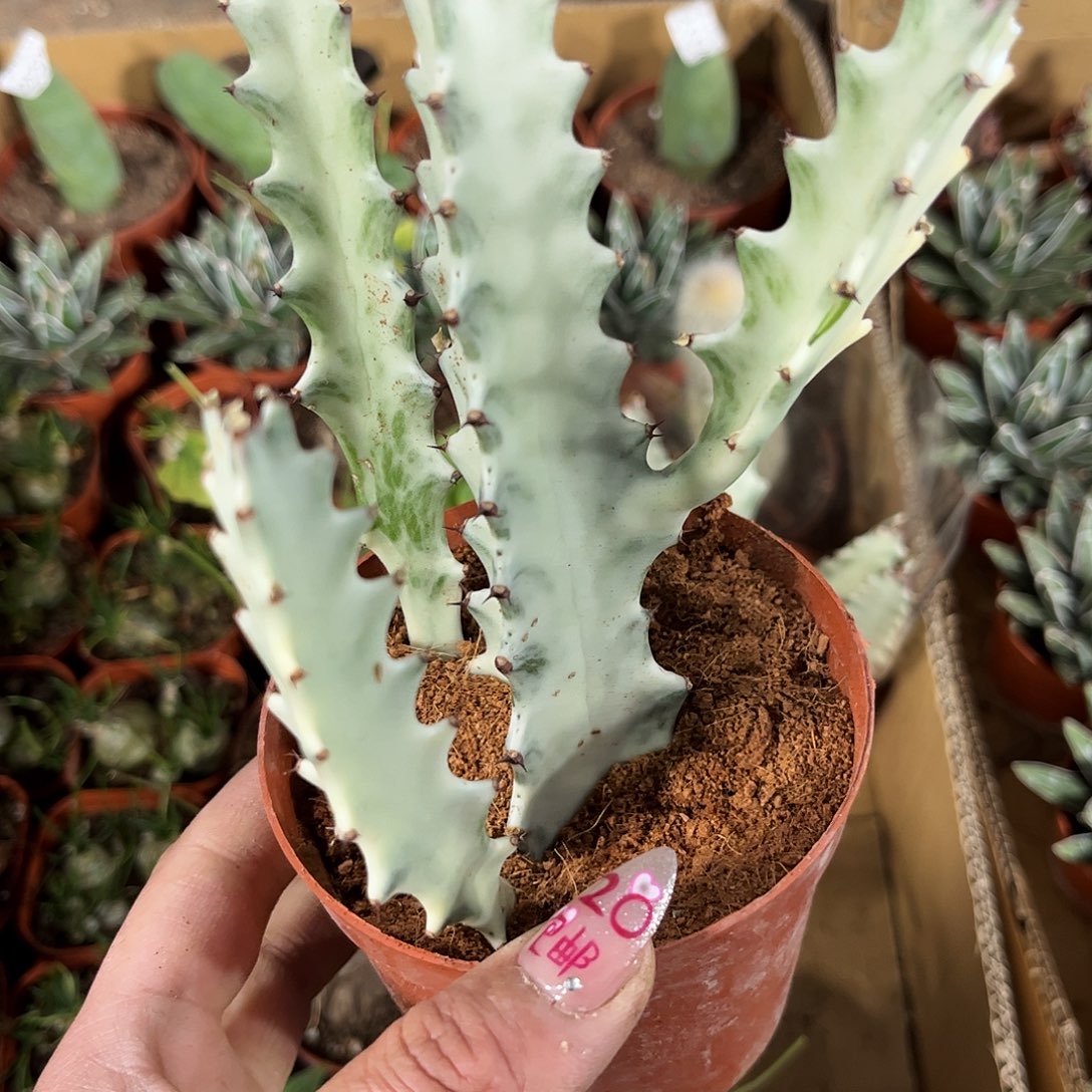 白龙骨单头发货有根发货