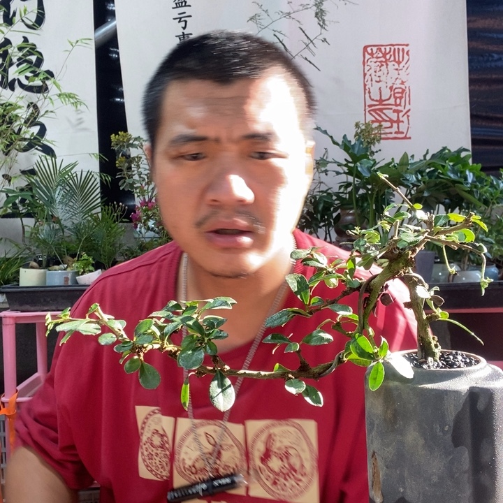 雅****以实际为准盆景盆栽绿植76