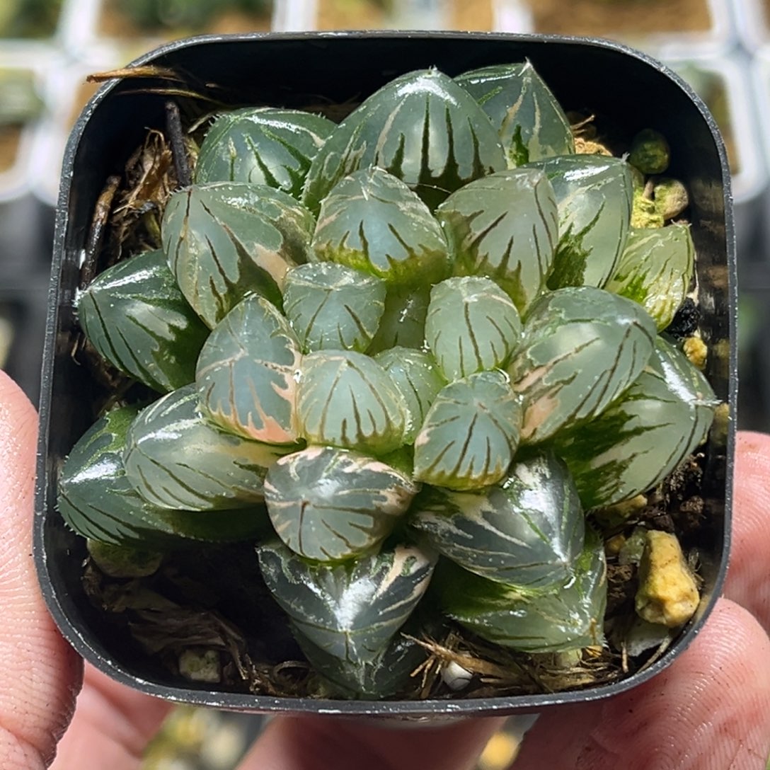 312大窗变异龙爪玉露锦