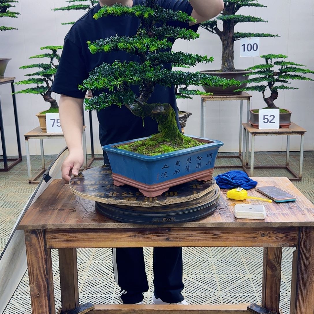 无花朵珍珠罗汉松造型盆景