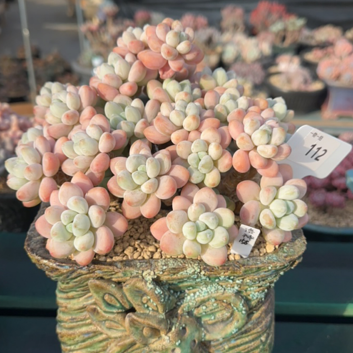 一物一拍112洛神