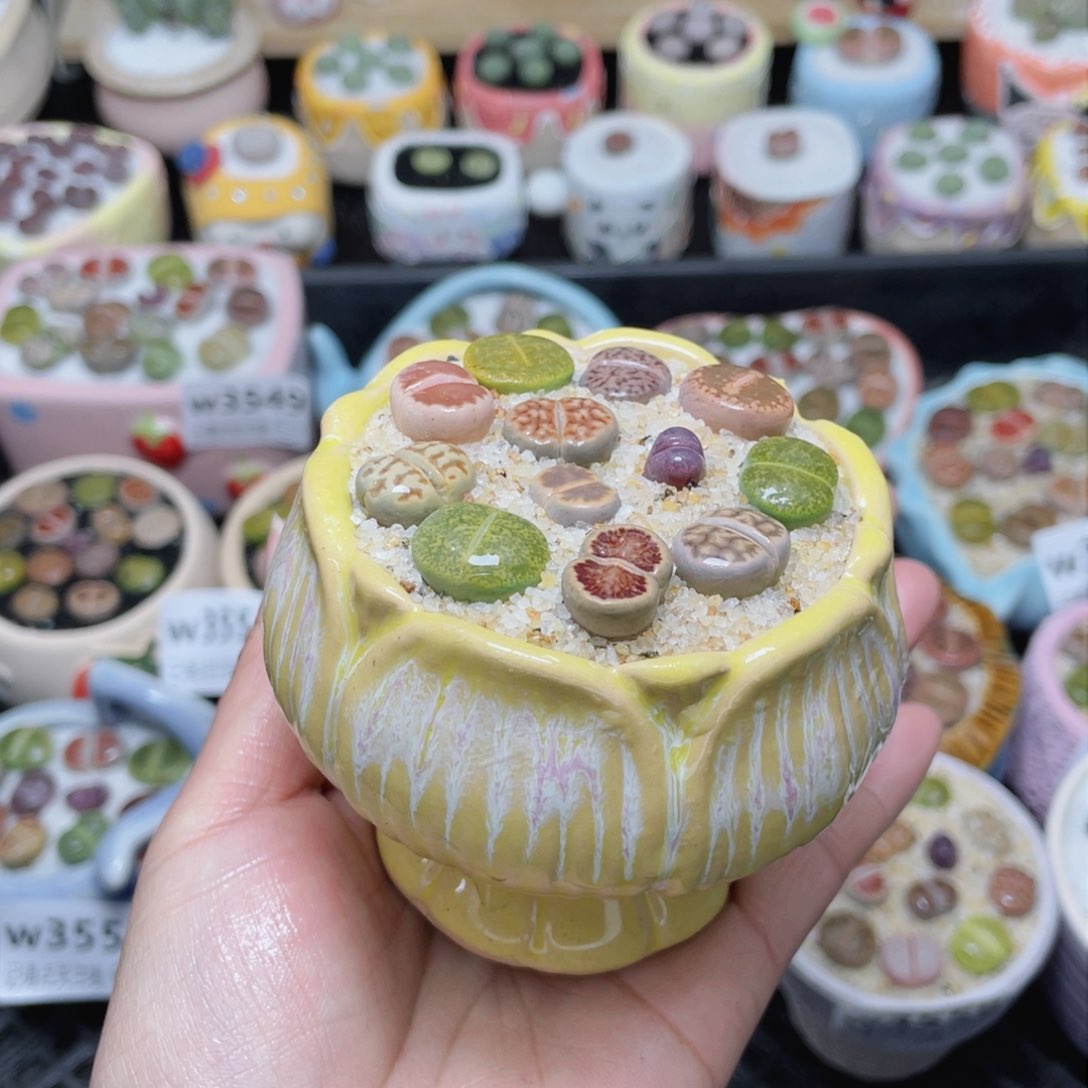 w3561 -零下地区拍保温箱-15支持寄养