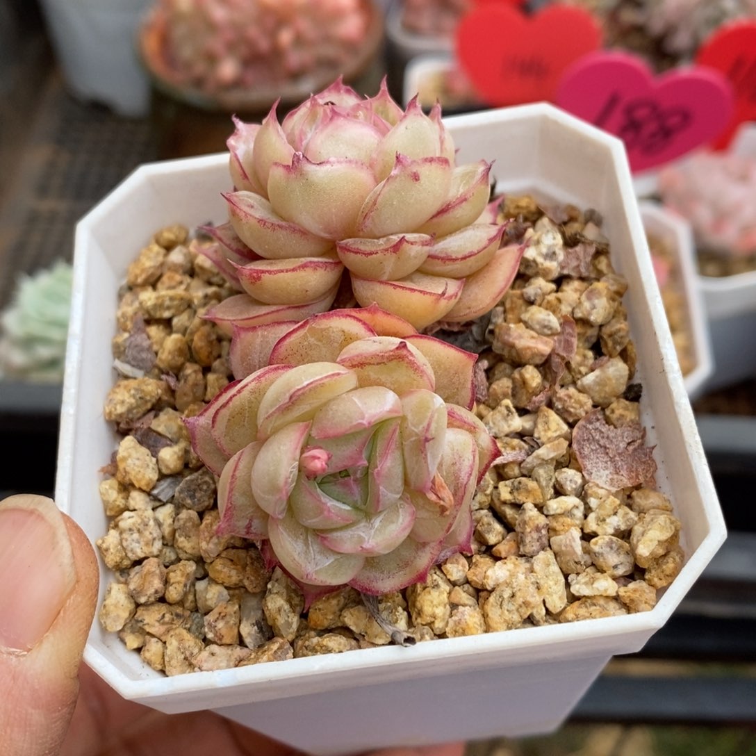 精品多肉一物一拍不包整11