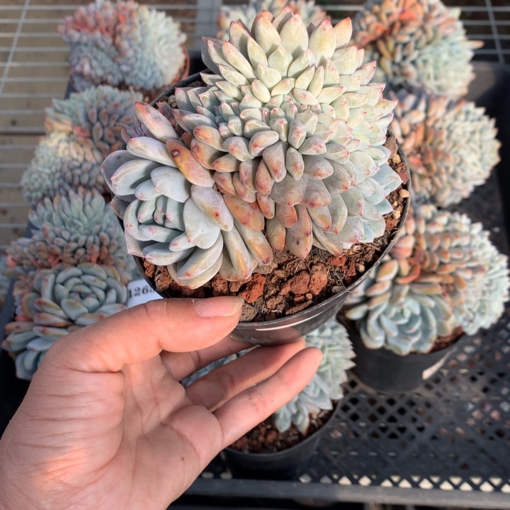 陌***绵12665缀嗯嗯嗯嗯嗯嗯好
