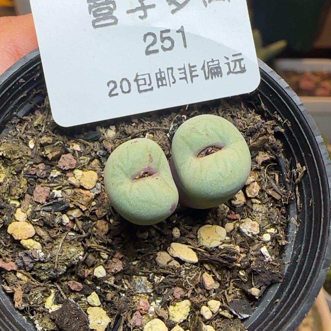 贝特芬带盆土。          