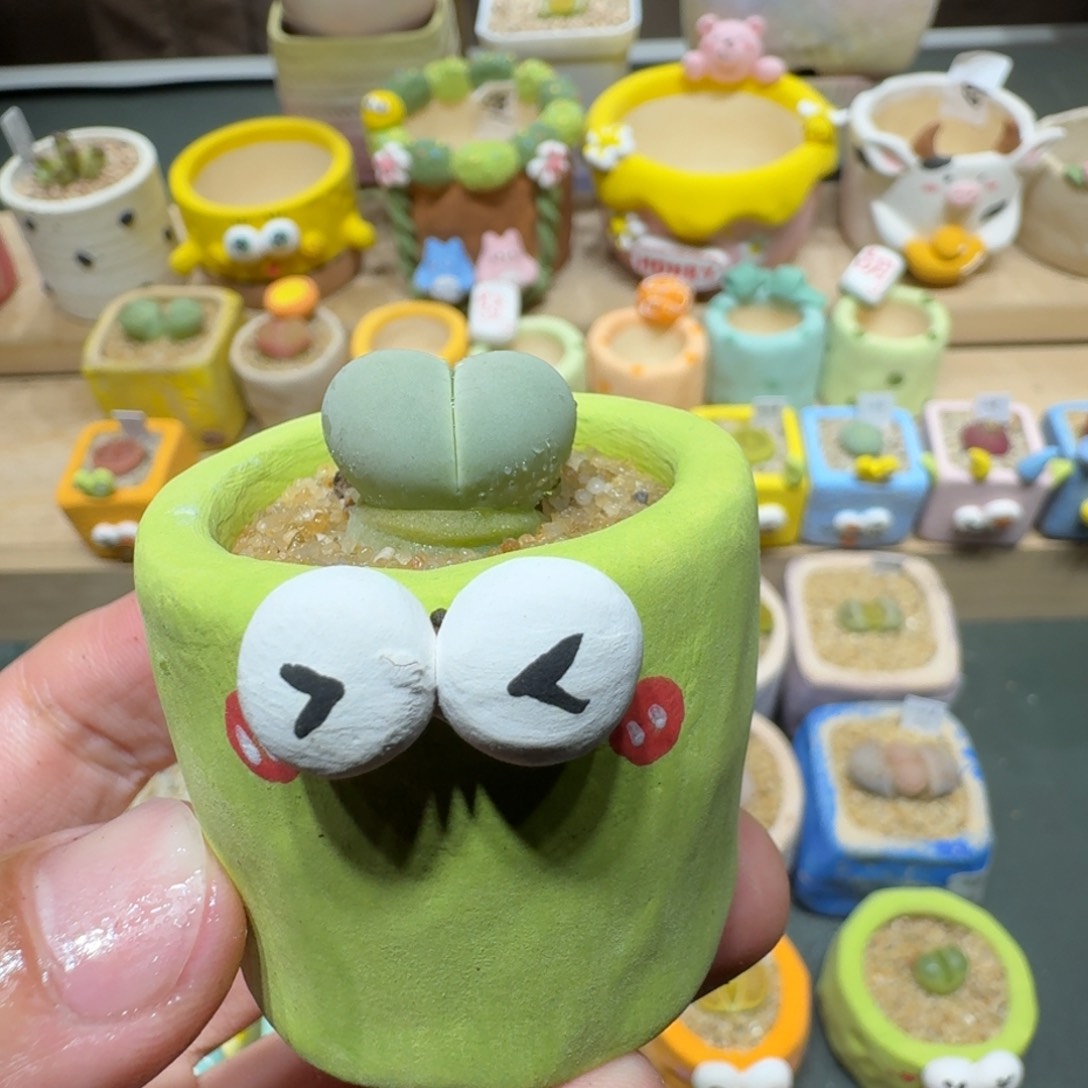 红陶蘑菇431绿春桃