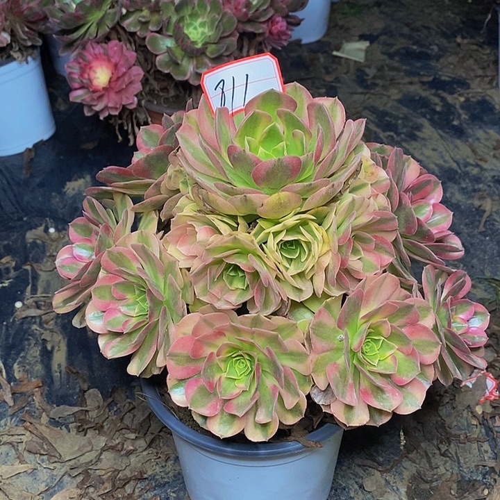 雨荷老桩捧花法师811号