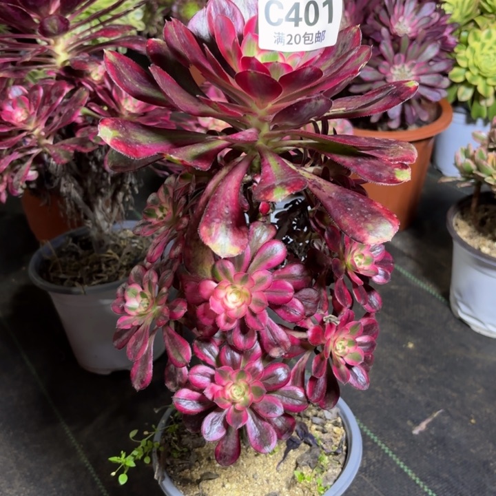 瑞妈一物一拍401