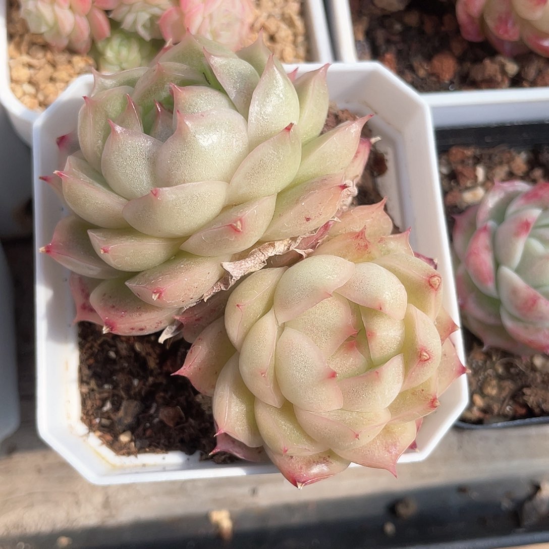 优选麦秆福利8696