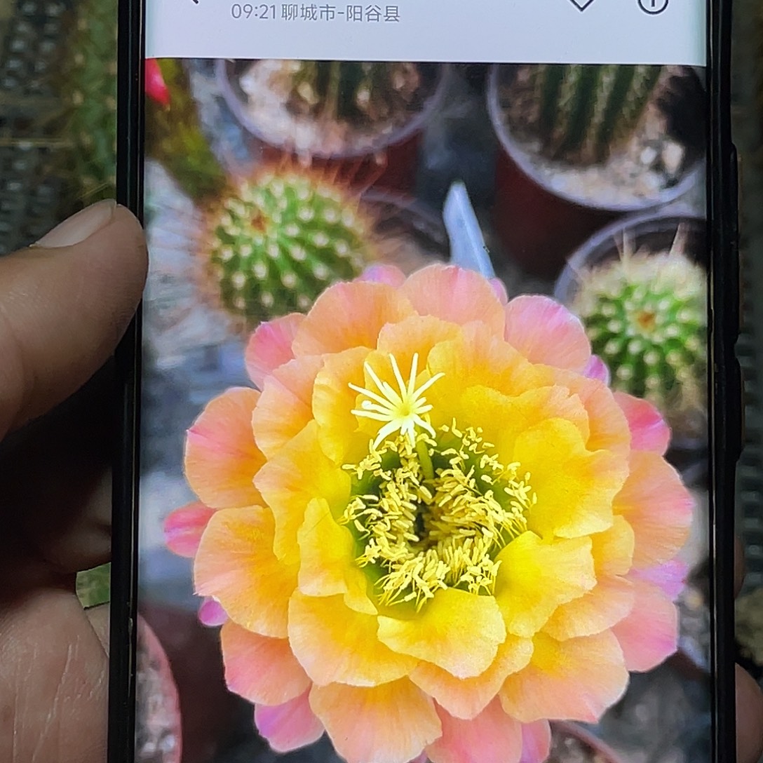 毛 杏光辉侧芽 歪 满20包邮高7公分