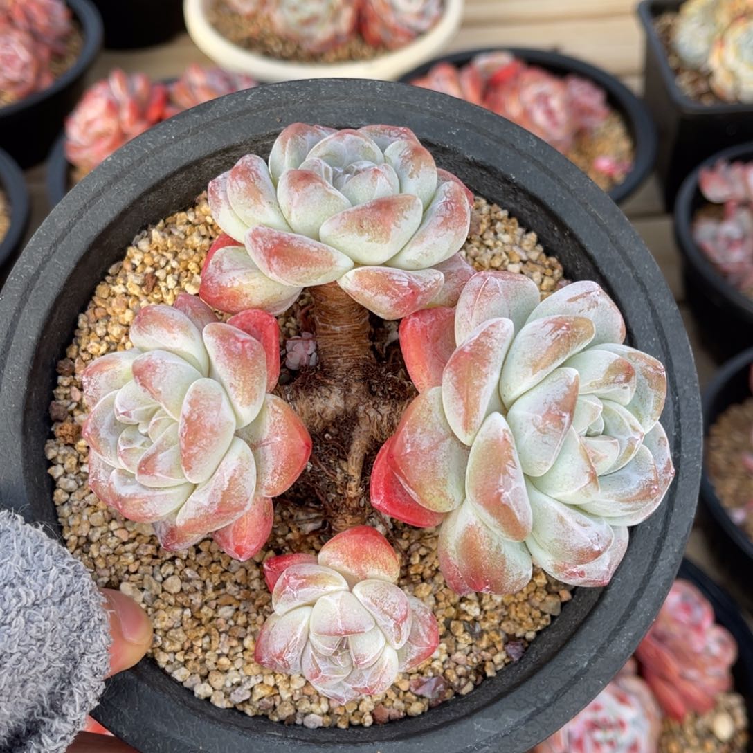 冰玉一物一拍满68包邮