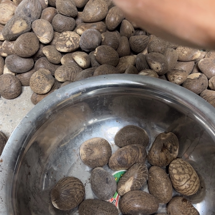 千眼菩提吊坠象牙果 15 个。