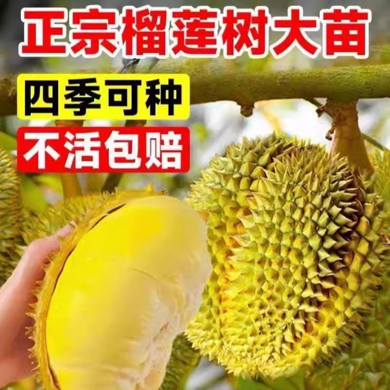 s榴莲正宗嫁接榴莲树果苗南北方种金枕榴莲猫山王矮化盆栽苗