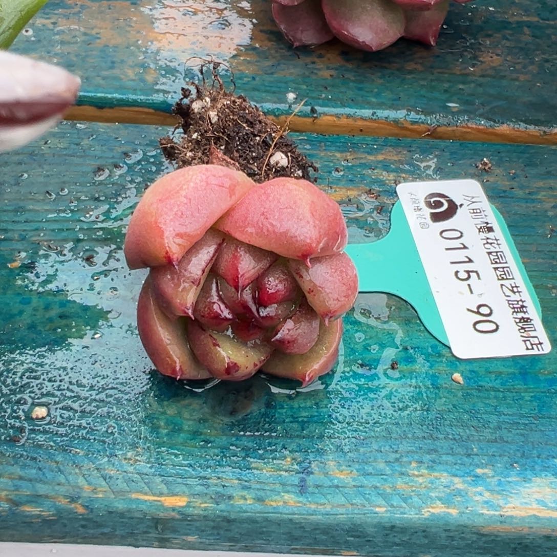 从前慢多肉精选编号0115.90