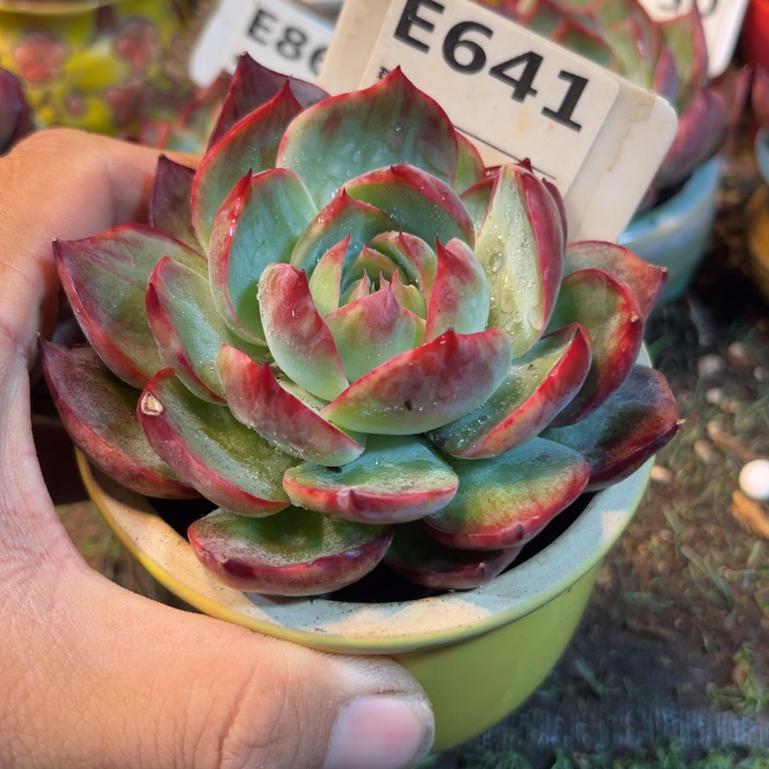 惊鸿一瞥641号多肉