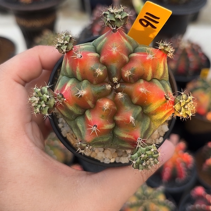 泰国米哈116-0102