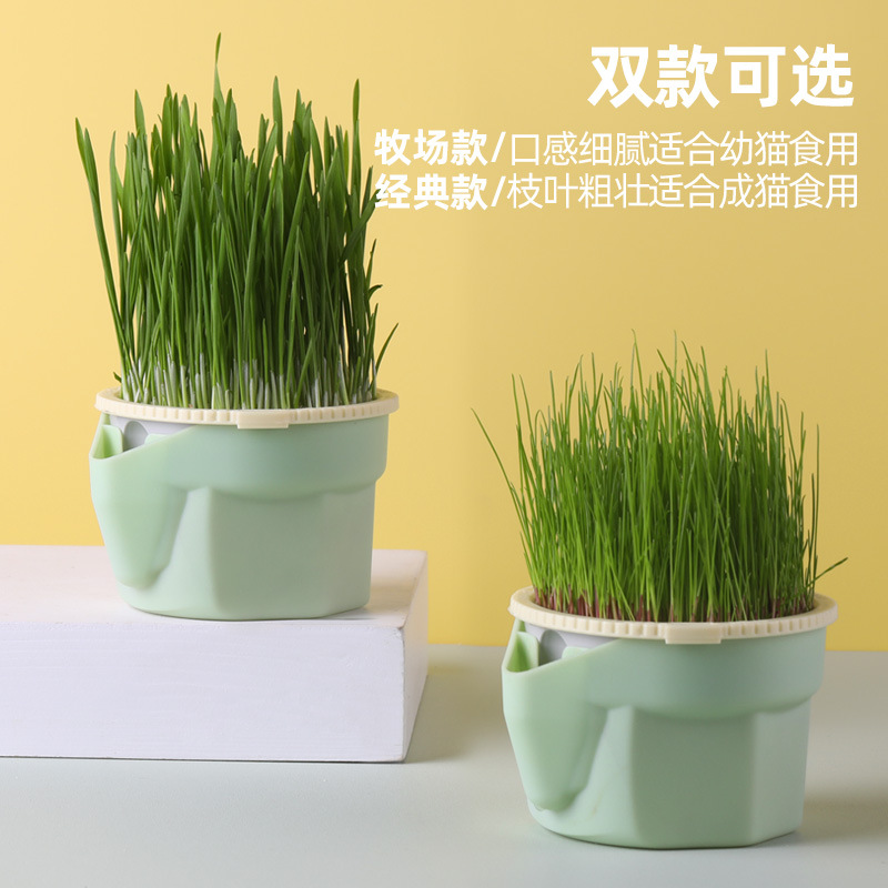 猫草桌面盆栽无土水培懒人猫草清洁牙齿改善猫咪健康营养化毛草