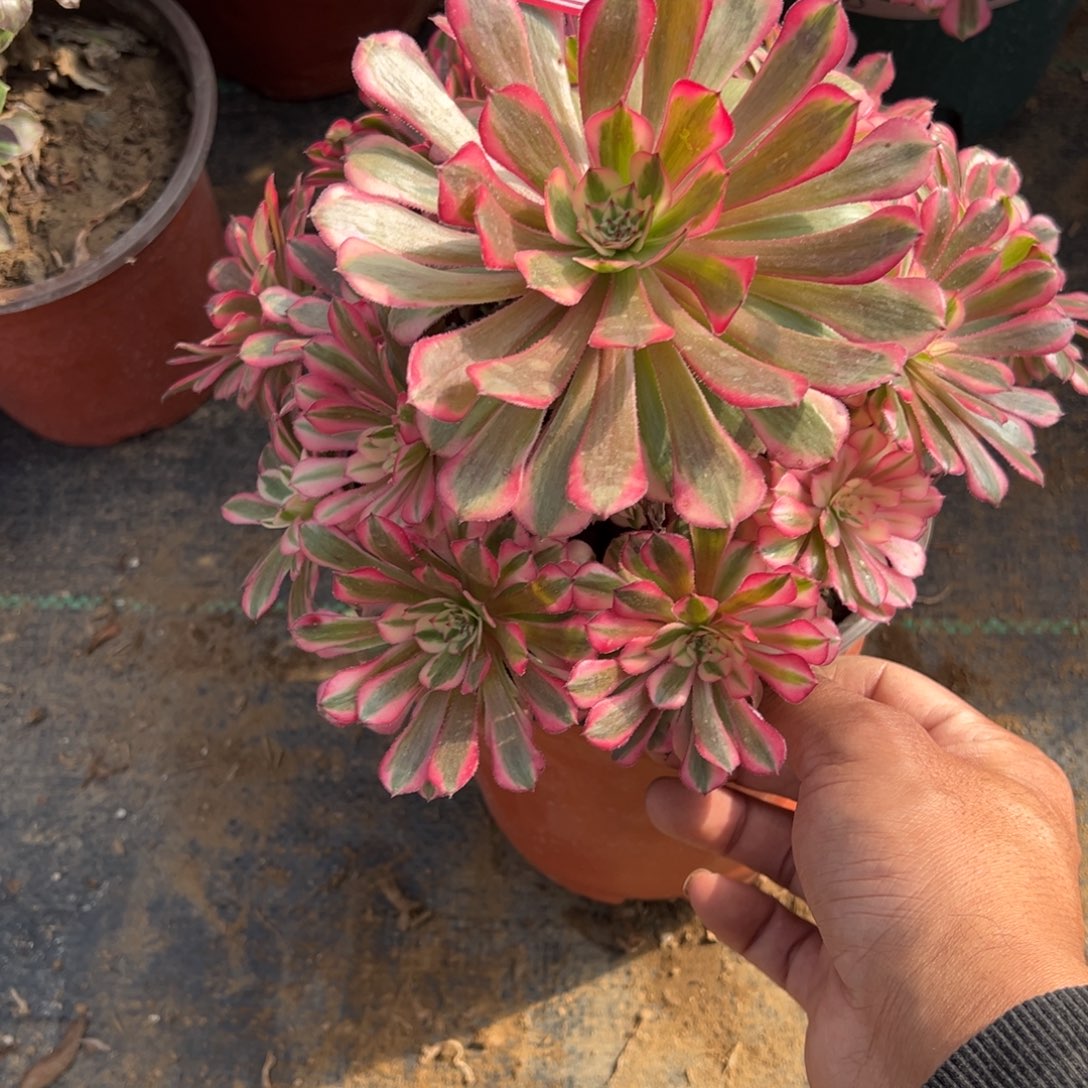 16红铜白多肉植物法师