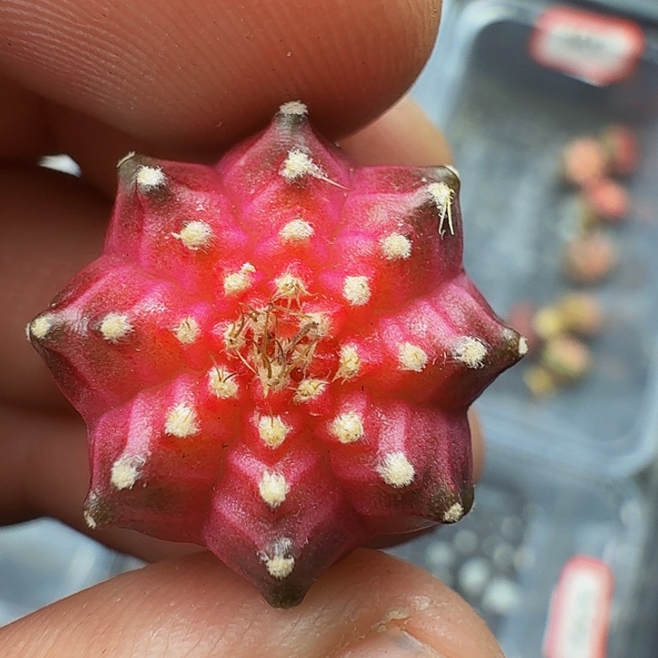 当前无花朵，栽培后可花朵