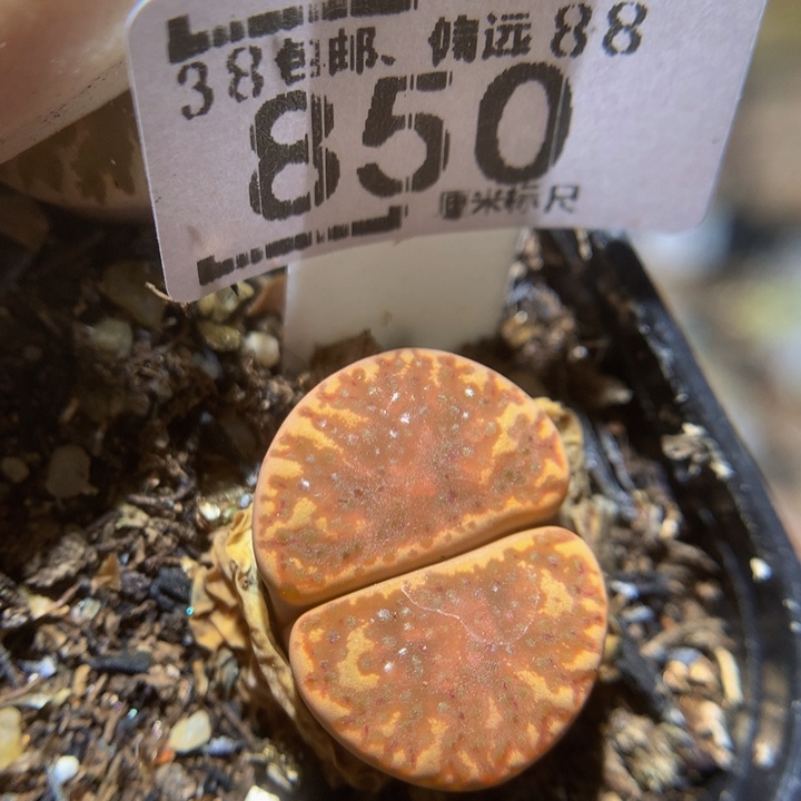 Zzz好可爱啊哈哈哈850火凤凰