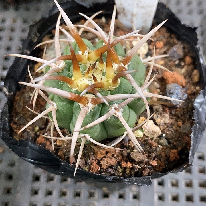 孤品实生顶级粗刺五十铃碧岩玉9号