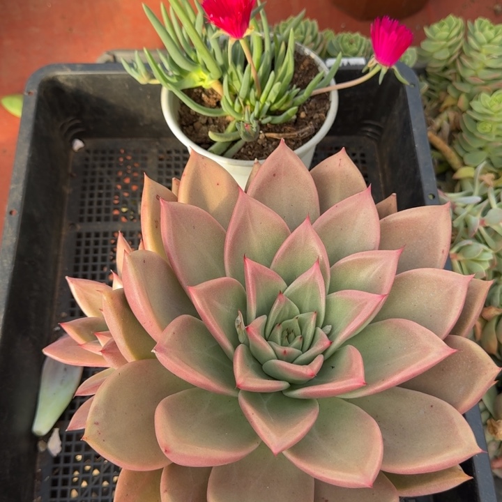 多肉植物框拍红红火火红冬云285号