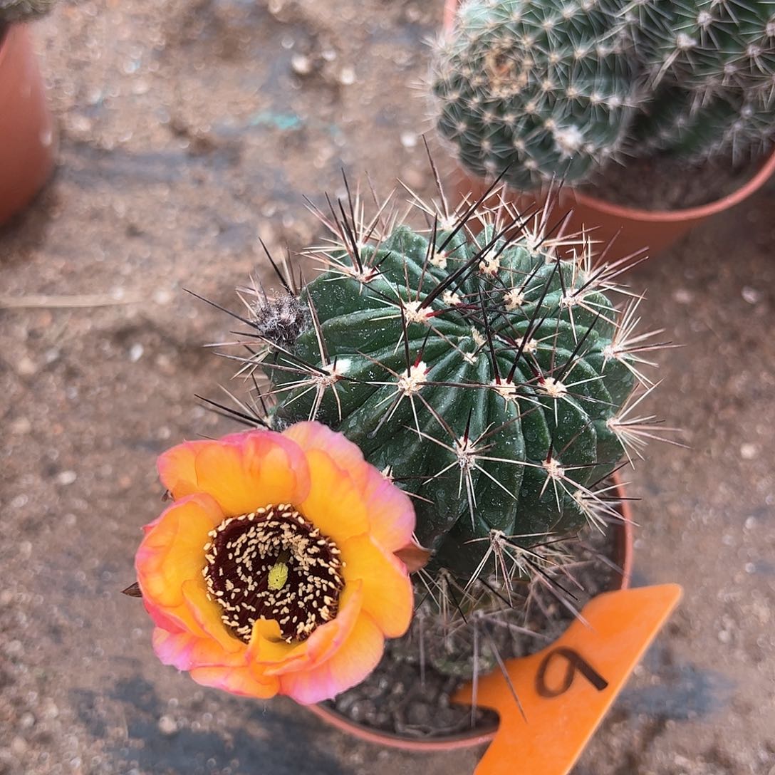 自根黑喉6，偏远不包邮