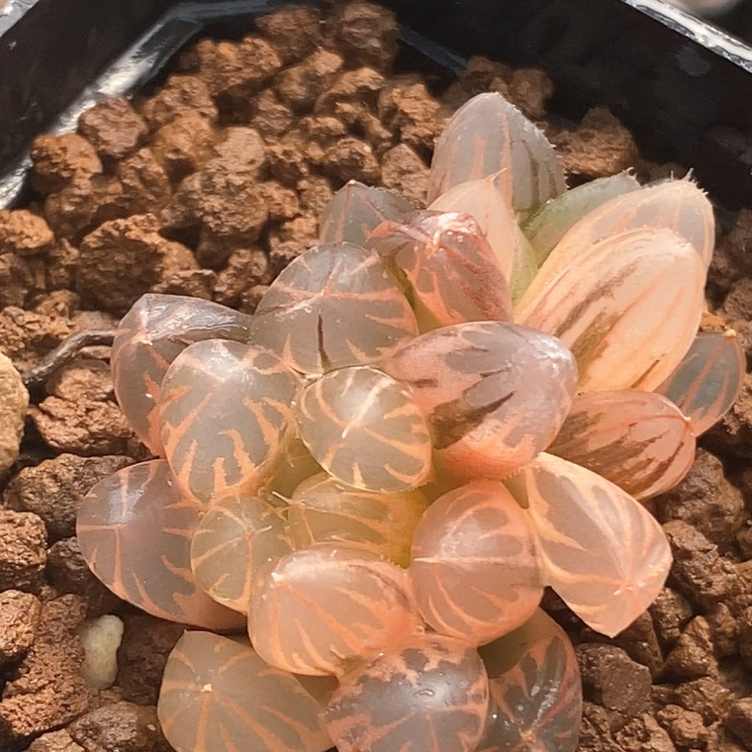 604号糊斑霓虹灯玉露锦一物一拍