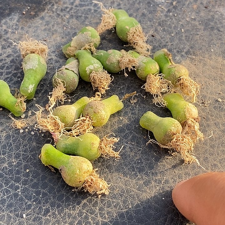 ‖****2534小葫芦一组         