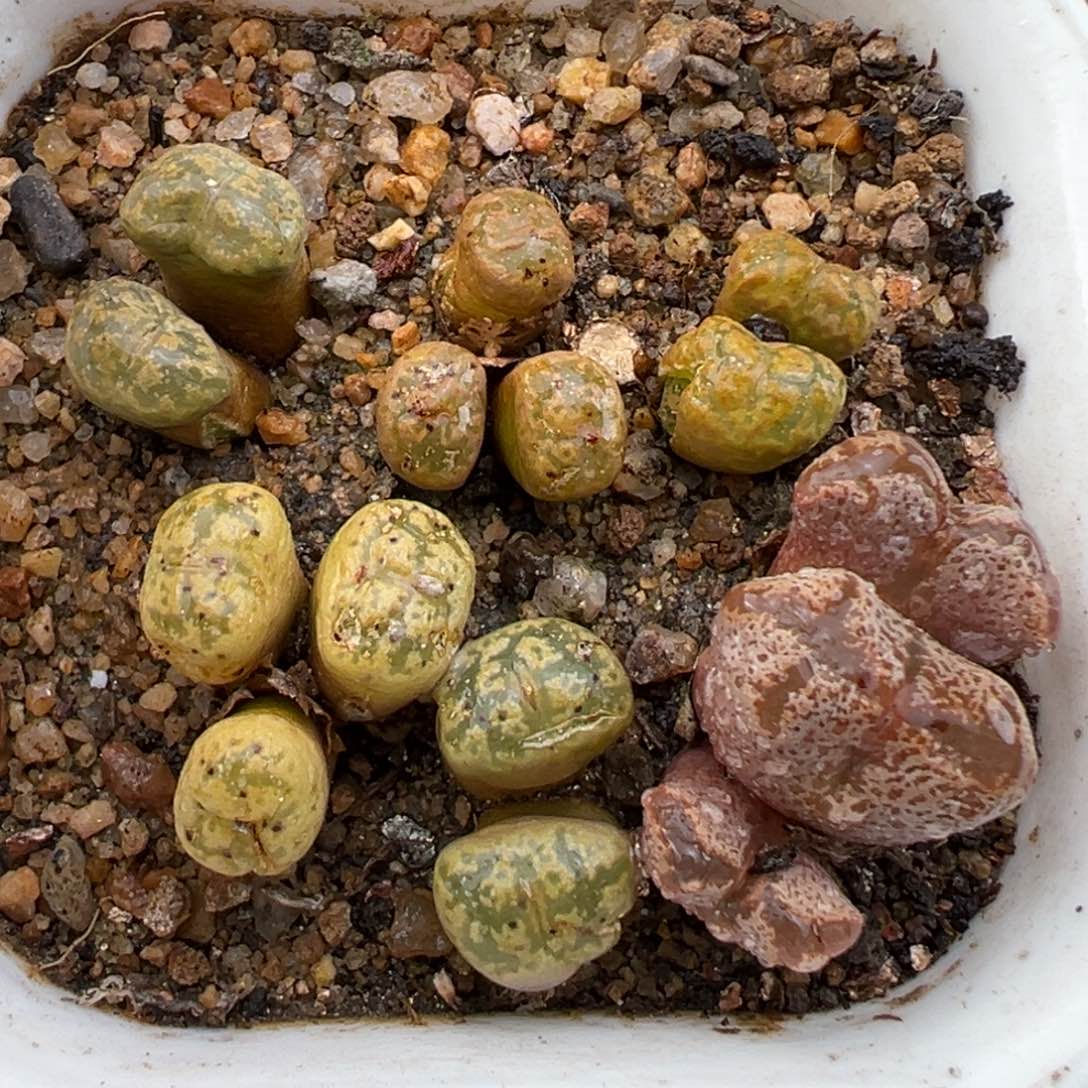 2.15好看的多肉669