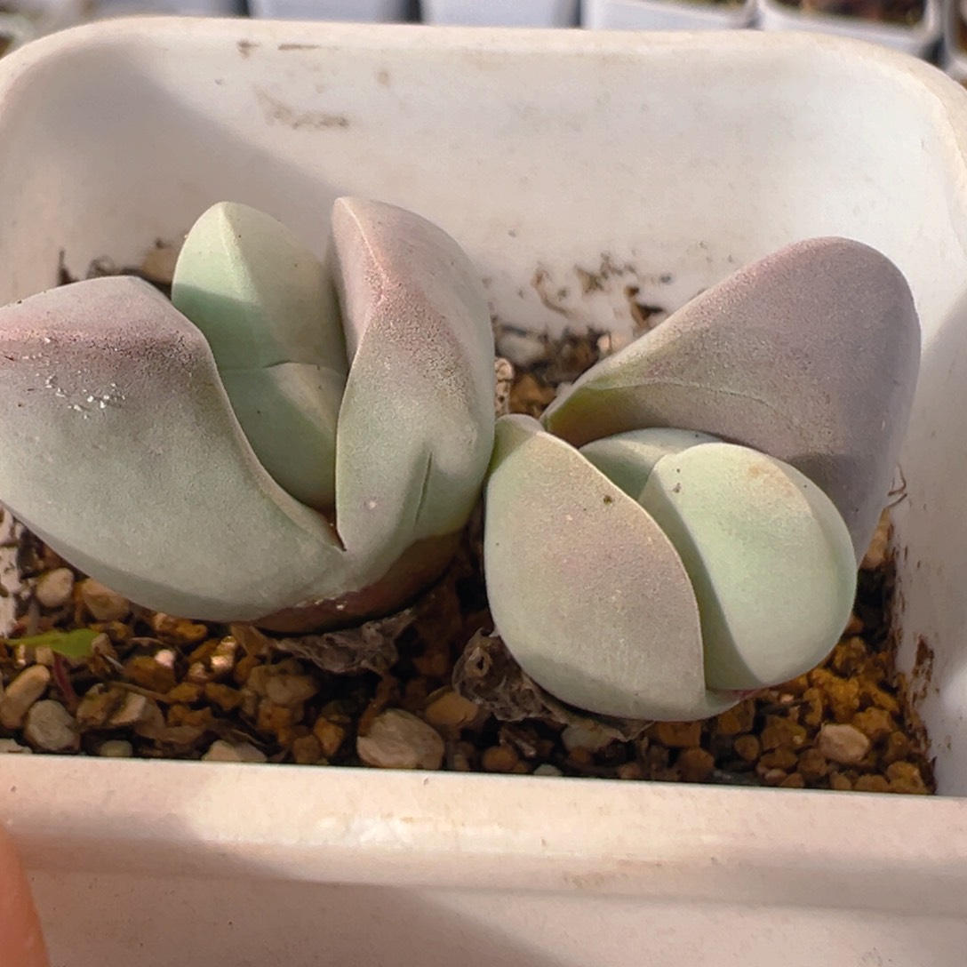 62多肉植物百科知识