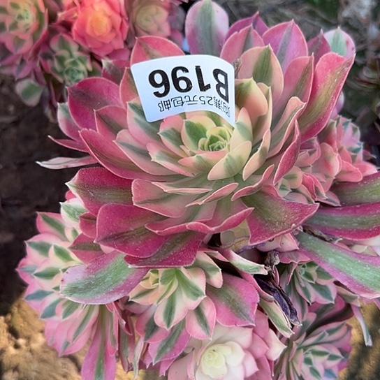 海多肉植物一个法师