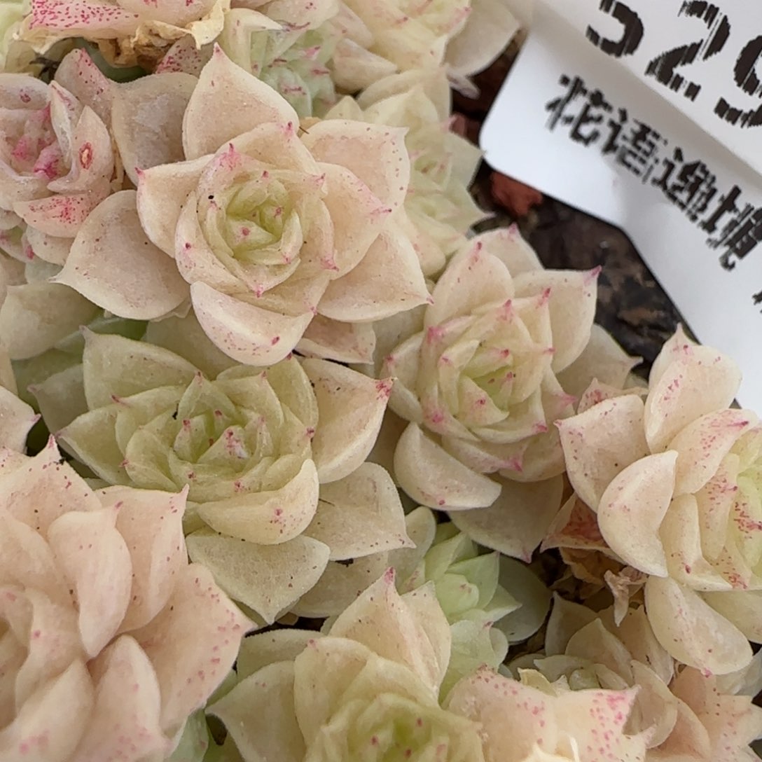 花语逸镜0203-529散