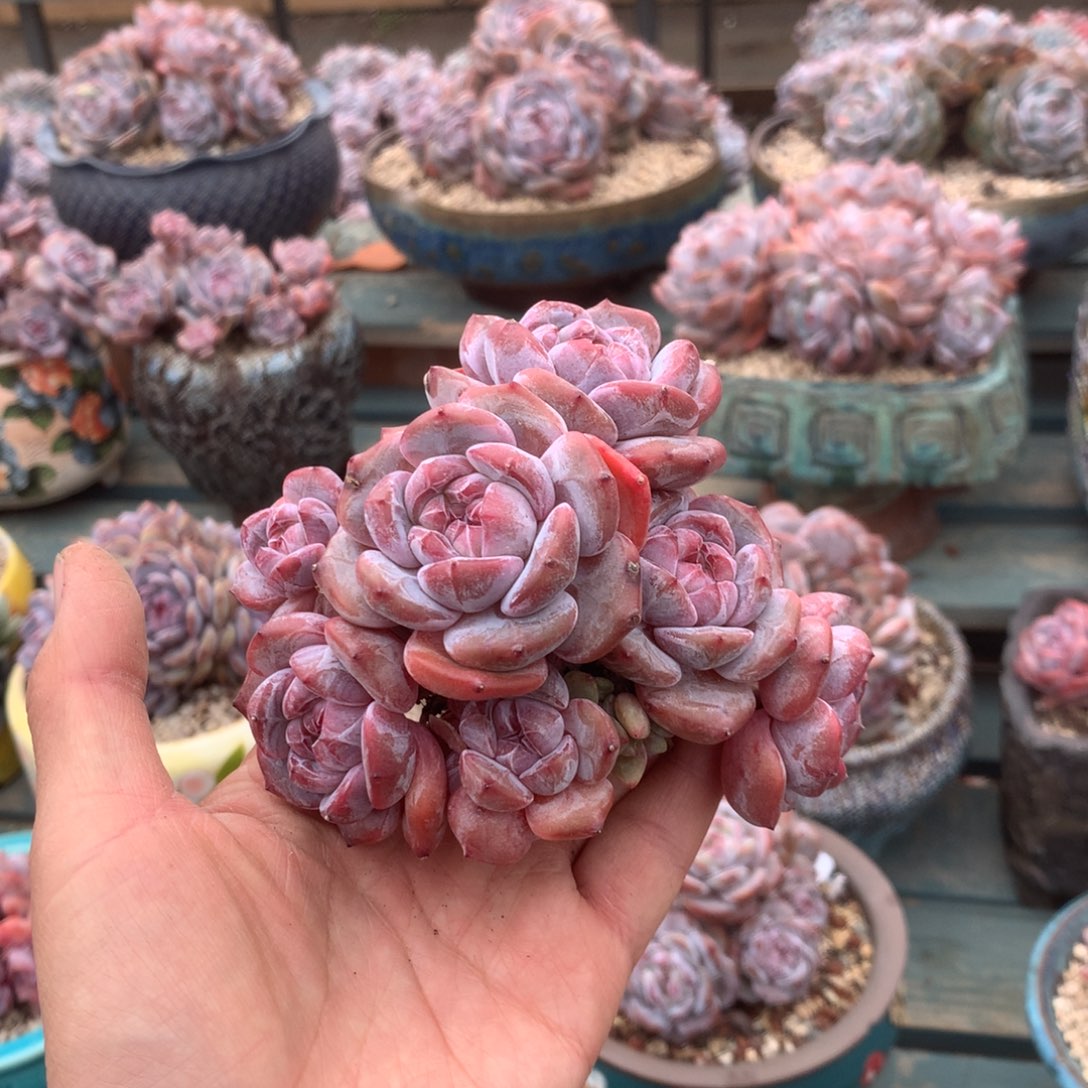 无花朵哈哈哈哈哈哈哈哈哈12