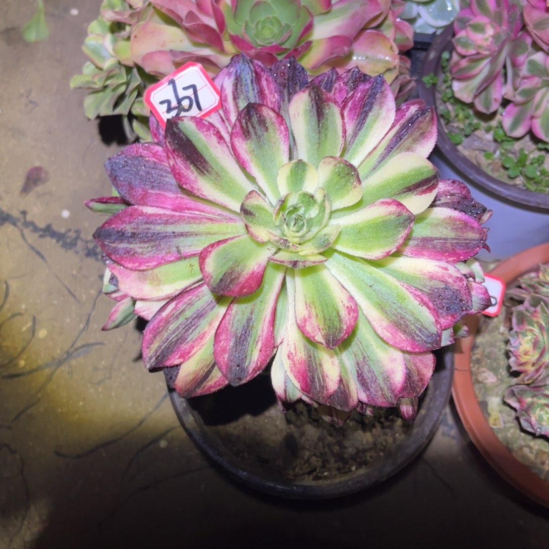 367多肉植物伯爵天骄带嫁接木