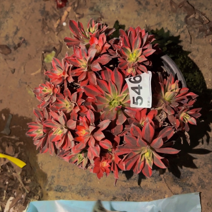 546凤凰超白多肉植物不售后